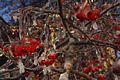 Berries encased in ice, Lincoln