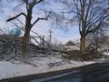 Broken trees in Mt Pulaski