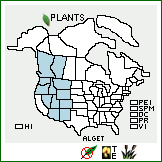 Distribution of Allium geyeri S. Watson var. tenerum M.E. Jones. . Image Available. 