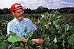 Thomas Devine has bred three new giant soybean cultivars.