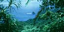 View out through the Tutuila Island rainforest toward the north shore’s rugged coastline.