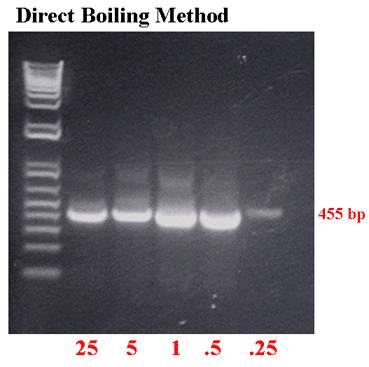 Direct Boiling Method