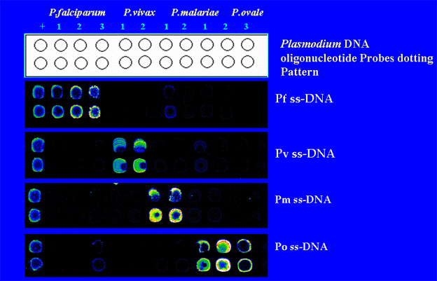 Microarray test