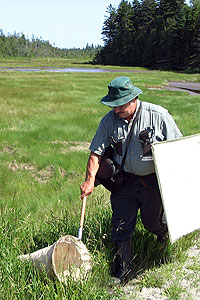 A man uses a sweep net in a wetland.