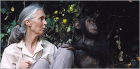 Jane Goodalls Wild Chimps - image of Jane Goodall with Chimps