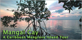 Mangal Cay: A Caribbean Mangrove Island Tour