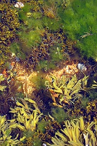 Contents of a tidepool include algae and periwinkles.