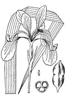 Line Drawing of Iris hexagona Walter var. hexagona