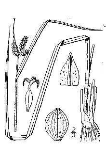 Line Drawing of Carex complanata Torr. & Hook.