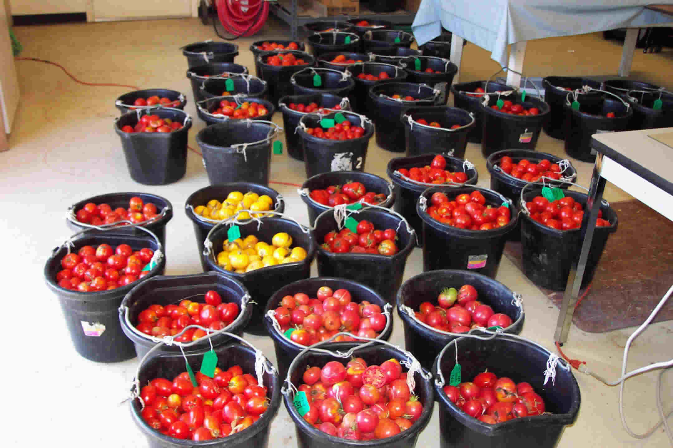 Harvested tomatoes