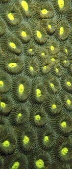 green coral