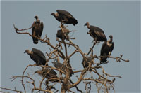 Vultures image