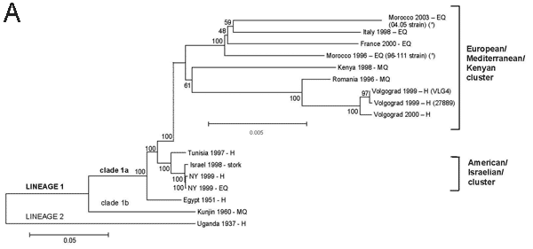 Figure 2A.