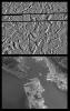 Europa Ice Rafts and similar scales on Earth