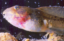 Developing woodfrog tadpole