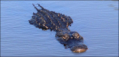 American Alligator Swimming