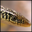 Closeup of an Island Glass Lizard