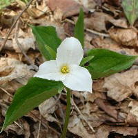 Trillium