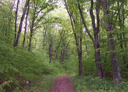 Typical Hiking Trail on North Manitou Island