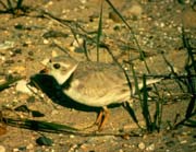 Piping Plover