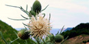 Pitcher's Thistle