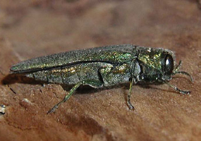 Emerald Ash Borer