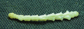 Emerald Ash Borer Larva
