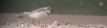 Piping Plover