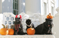Miss Beazley, Willie, and Barney join Mrs. Bush in wishing you a Happy Halloween.