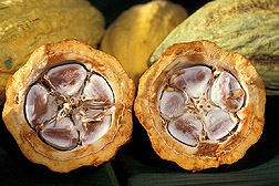 Semillas de cacao en una vaina. Enlace a la información en inglés sobre la foto