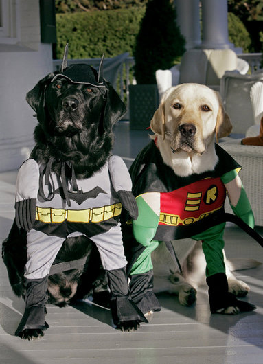 Vice President Dick Cheney's Labrador retrievers are ready for Halloween dressed as Batman and Robin, Thursday, Oct. 30, 2008, at the Vice President's Residence at the Naval Observatory in Washington, D.C. The dynamic duo's secret identities are Jackson, left and Nelson, right. White House photo by David Bohrer