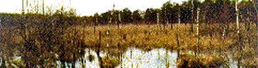 wetlands at Kampinos National Park in Poland with grasses and trees growing out of the water