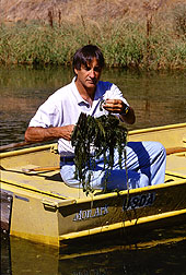 Eurasian watermilfoil at flowerin stage. Click here for full photo caption.