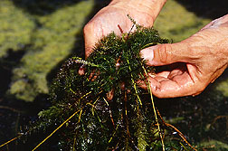 A plant physiologist checks watermilfoil for shoot production. Click here for full photo caption.