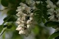 View a larger version of this image and Profile page for Robinia pseudoacacia L.