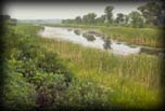 Wetland within Illinois Beach State Park