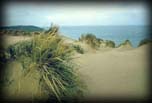 Sand Dunes with vegetation