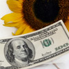 Sunflower and $100 bill