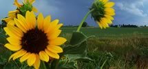 Sunflowers in front of a storm