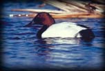 Canvasback duck (male)