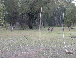 Radio Jove antennae with kangaroos in background