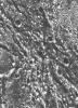 Ganymede - Ancient Impact Craters in Galileo Regio