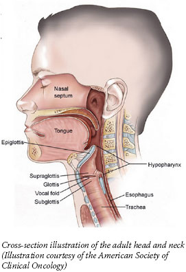 Cross-section illustration of the adult head and neck (Illustration courtesy of the American Society of Clinical Oncology)