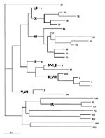 Figure 3. Midpoint rooted neighbor-joining (NJ) tree of the proportion of seven housekeeping gene fragments that differed between individual sequence types (STs) among 152 serogroup A isolates. The ST designations are indicated at the right of each twig, and the subgroup designations are shown in bold print in the tree. A scale bar showing the distance of 0.1 is at the lower left. STs 1 and 57, containing six subgroup II strains, are widely separated in this tree although they differ only at the pdhC locus (Table 1). These two STs were on adjacent twigs in a UPGMA tree (data not shown), but that tree separated STs 3 and 59 (subgroup V), that differ only at two of the seven loci (Table 1) and are on neighboring twigs in the NJ tree. Given the low number of allelic differences between STs 1 and 57 and STs 3 and 59, their aberrant relative positions in one or the other tree were ignored and their former subgroup assignments have been retained.