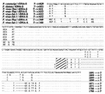 Figure 3. The sequence of Plasmodium vivax from the Americas is distinguished from Old World isolates by analysis of the 3' end of the S-type rRNA gene. The S-type rRNA sequences were determined from cloned amplified products of parasite DNA and RNA.