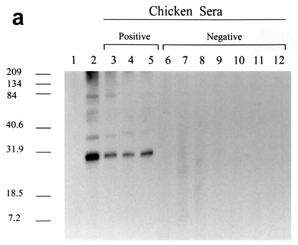 Figure 1. Western blot antibody reactivity of chicken sera to endogenous avian leukosis virus (ALV) (Rous-associated virus 0) antigen. a) Lane 1, negative control chicken serum; Lane 2, positive control anti-p27 ALV gag antiserum; lanes 3-5, sera from ALV antibody-positive chickens; lanes 6-12, sera from ALV-negative, antibody-negative chickens. 