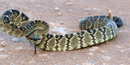 Western Diamondback Rattlesnake