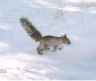 Arizona Grey Squirrel