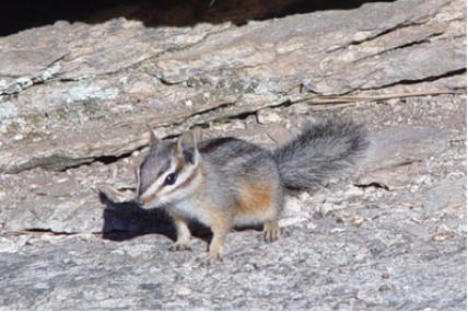 cliff chipmunk