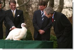 President George W. Bush looks over Katie, the National Thanksgiving Turkey, during the annual ceremonial pardoning in the Rose Garden, Tuesday, Nov. 26. "By virtue of this pardon, Katie is on her way not to the dinner table, but to Kidwell Farm in Herndon, Virginia. There she'll live out her days as safe and comfortable as she can be," said President Bush before granting the pardon.  White House photo by Paul Morse